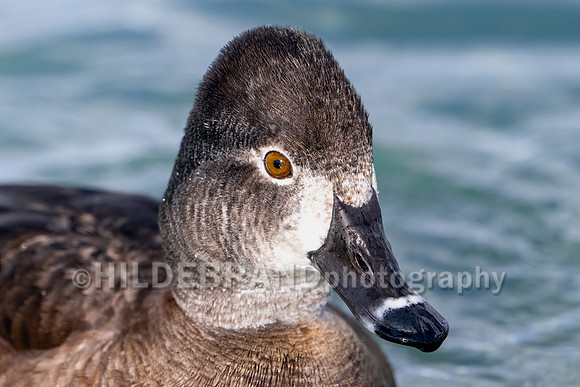 Ring-necked Duck