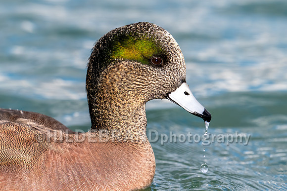 American Wigeon