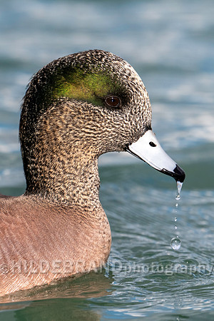 American Wigeon