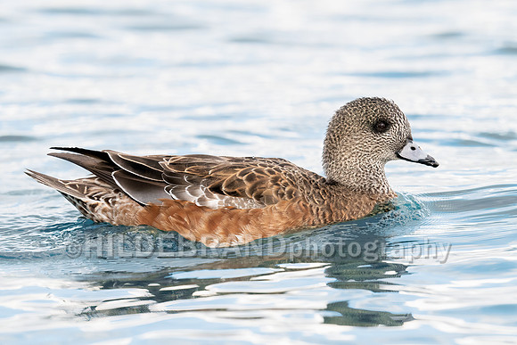 American Wigeon
