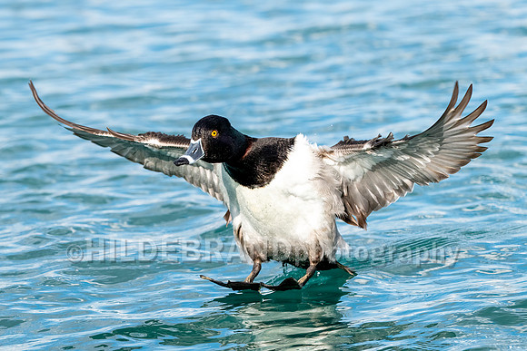 Ring-necked Duck