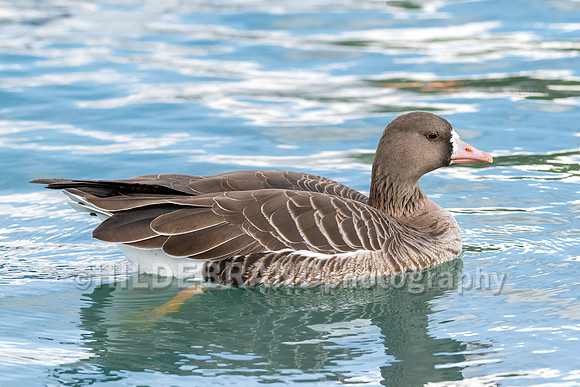 Greater White-fronted Goose
