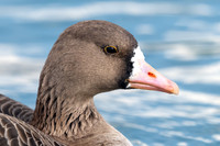 Greater White-fronted Goose