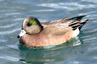 American Wigeon