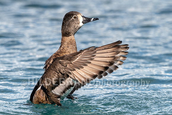 Ring-necked Duck