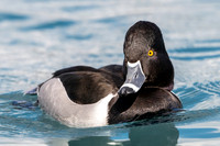 Ring-necked Duck