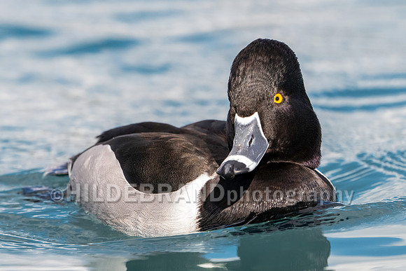 Ring-necked Duck