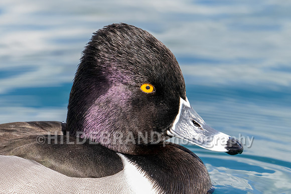Ring-necked Duck