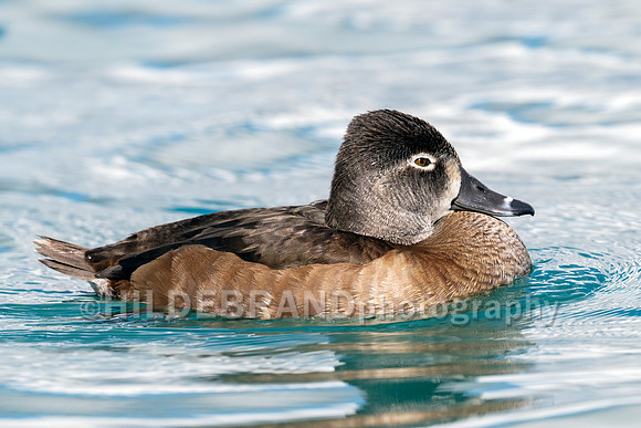 Ring-necked Duck