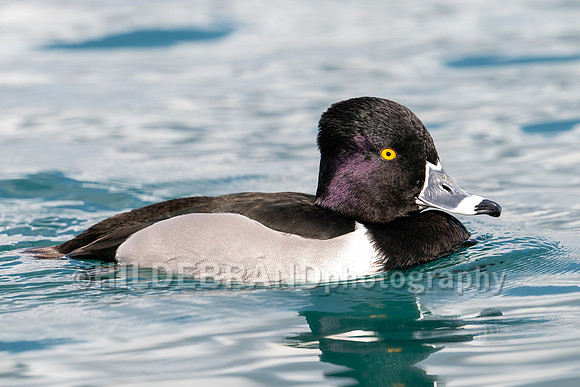 Ring-necked Duck
