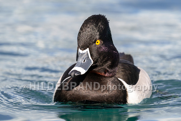 Ring-necked Duck