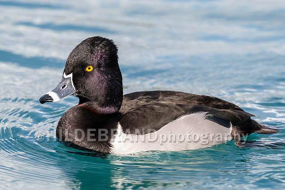 Ring-necked Duck