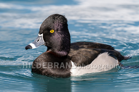 Ring-necked Duck