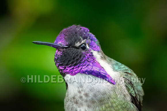 Costa's Hummingbird