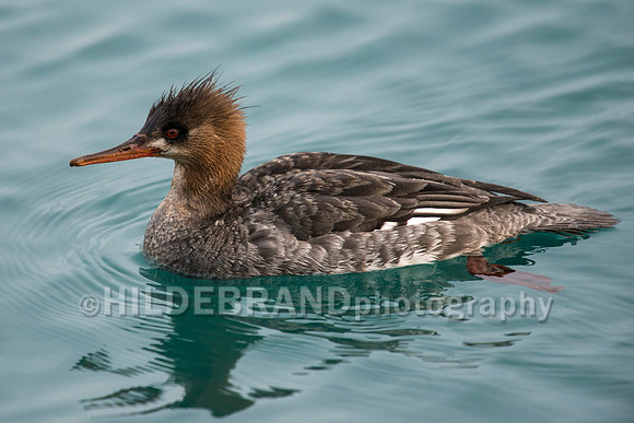 Red-breasted Merganser