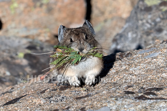 Pika