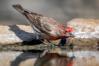 House Finch