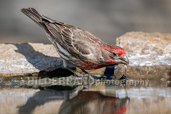 House Finch