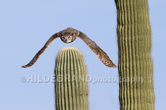 Great Horned Owl