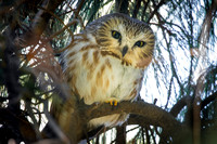 Northern Saw-whet Owl