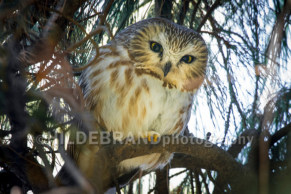 Northern Saw-whet owl