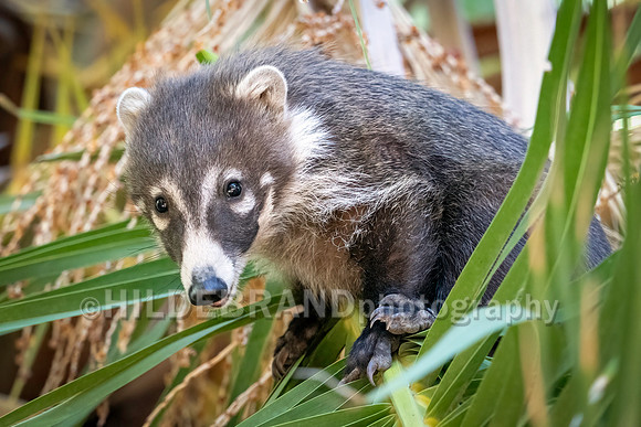 Coatimundi