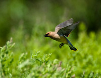 Cedar Waxwing