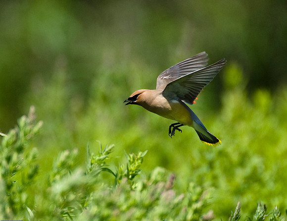 Cedar Waxwing