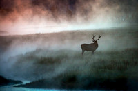 Elk