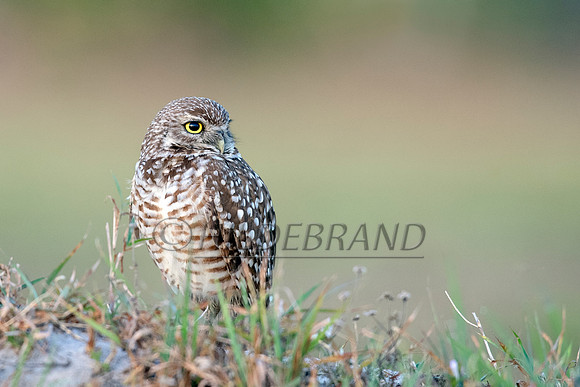 Burrowing Owl