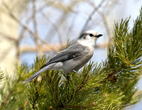 Gray Jay