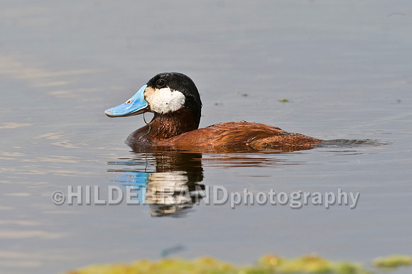 Ruddy Duck