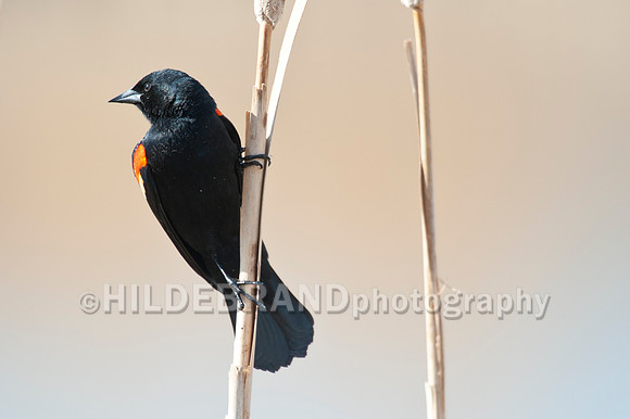 Red-Winged Blackbird