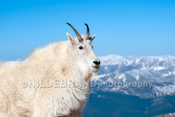 Mountain Goat