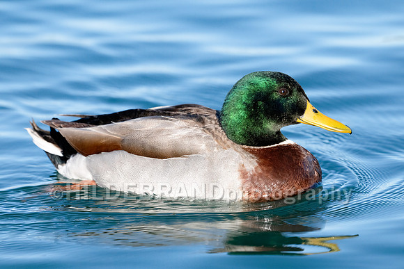 Mallard