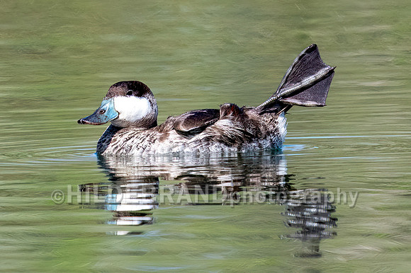 Ruddy Duck