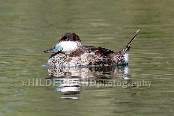 Ruddy Duck