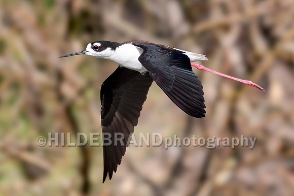 Black-necked Stilt
