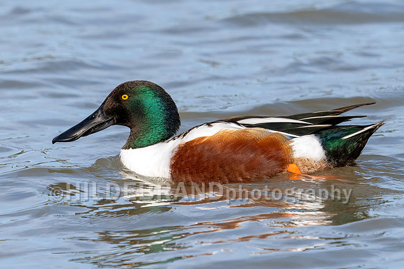 Northern Shoveler