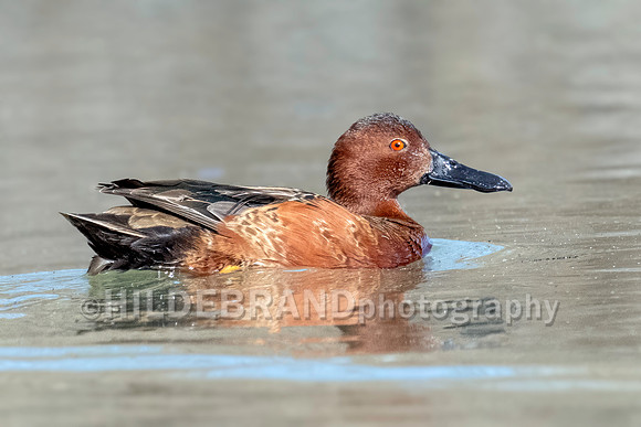 Cinnamon Teal