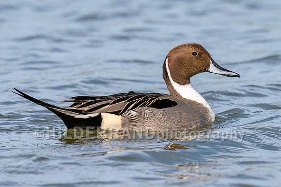 Northern Pintail