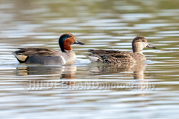 Green-winged Teal