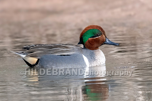 Green-winged Teal