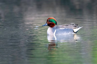 Green-winged Teal
