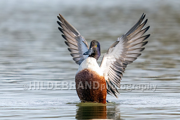 Northern Shoveler