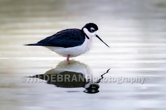 Black-necked Stilt