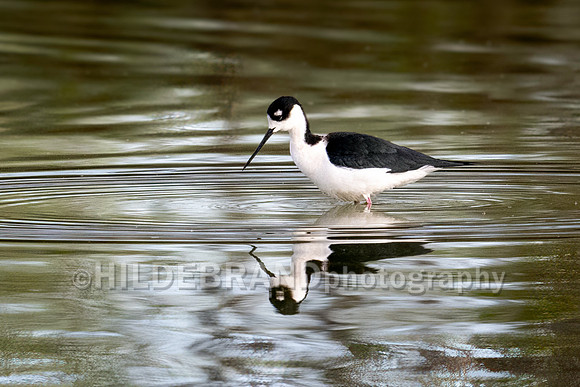 Black-necked Stilt