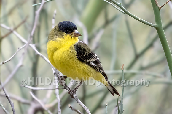 Lesser Goldfinch