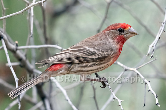 House Finch