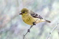 Lesser Goldfinch